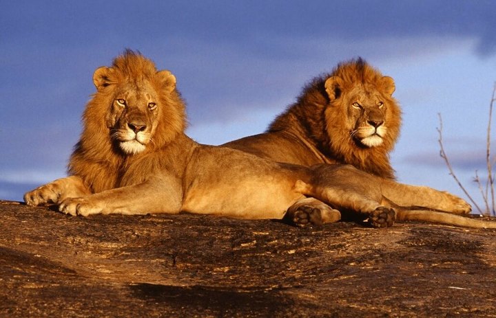 Lions Gate